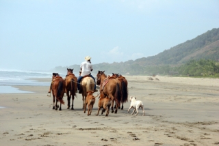 Caballos en la playa